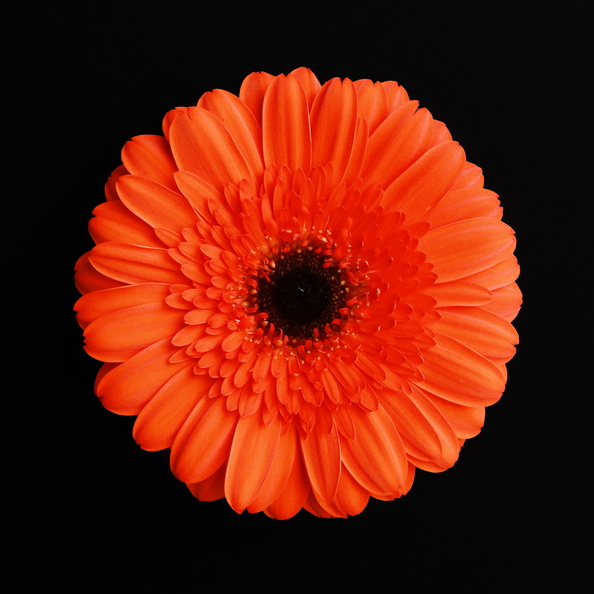 Gerbera-Orange-Prestige.jpg